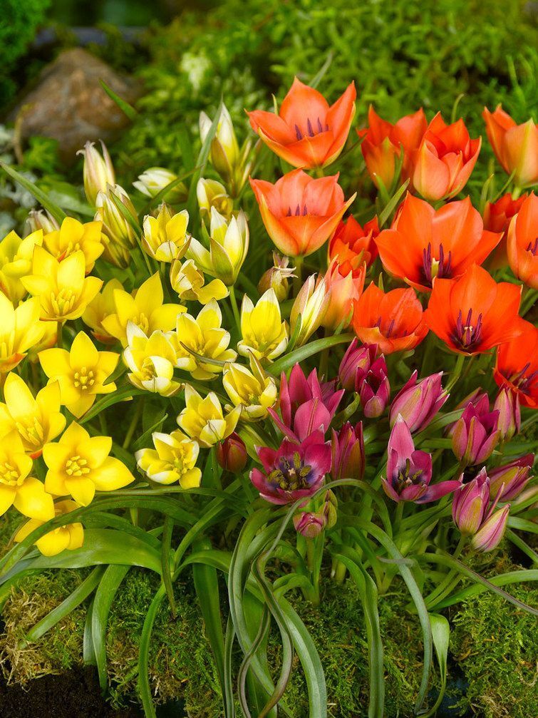 Tulipaner
