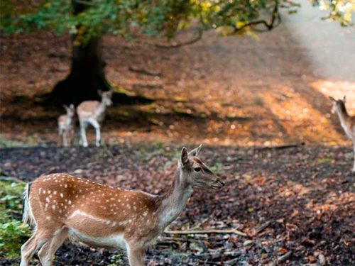 Dyrehaven Marselisborg