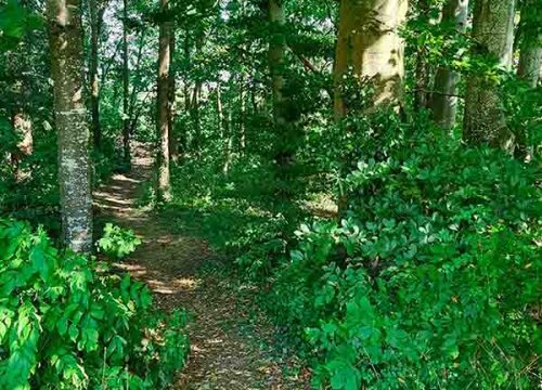 Indgang til skoven hos Aarhus Hostel